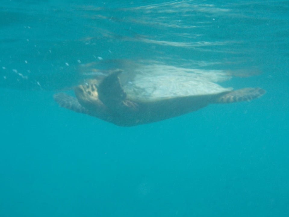 Schildkröte ROBINSON MALDIVES