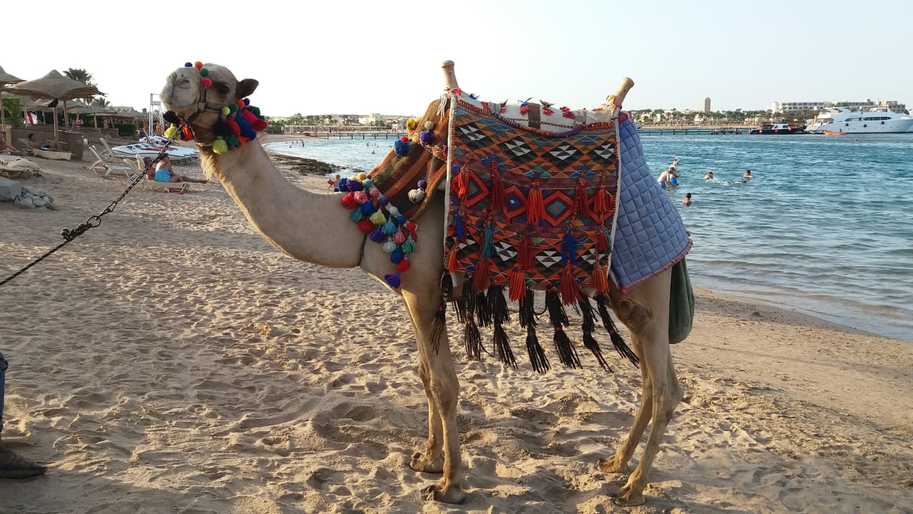 Strand Jaz Makadi Oasis Resort