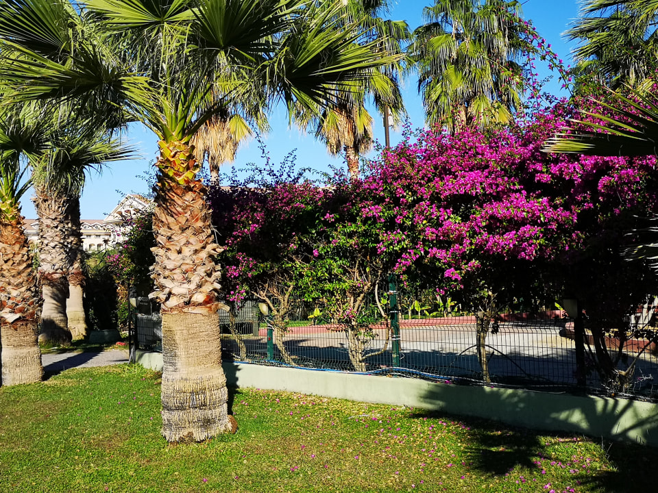Gartenanlage Commodore Elite Suites & Spa - Adults only