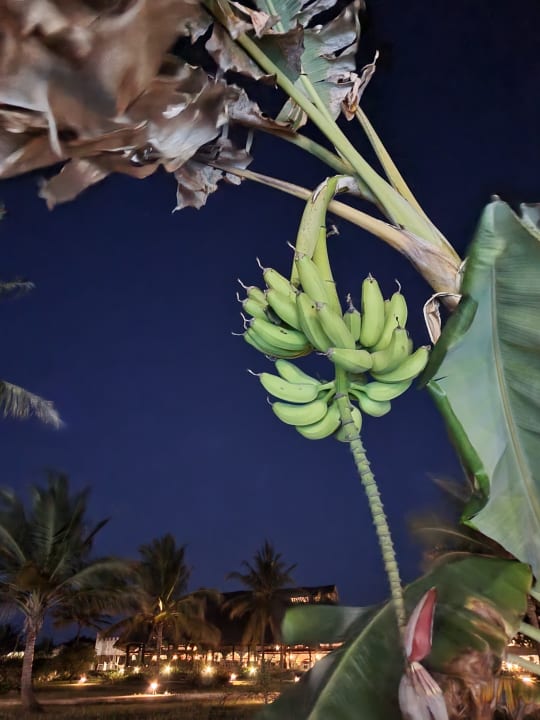 Ausblick Royal Zanzibar Beach Resort