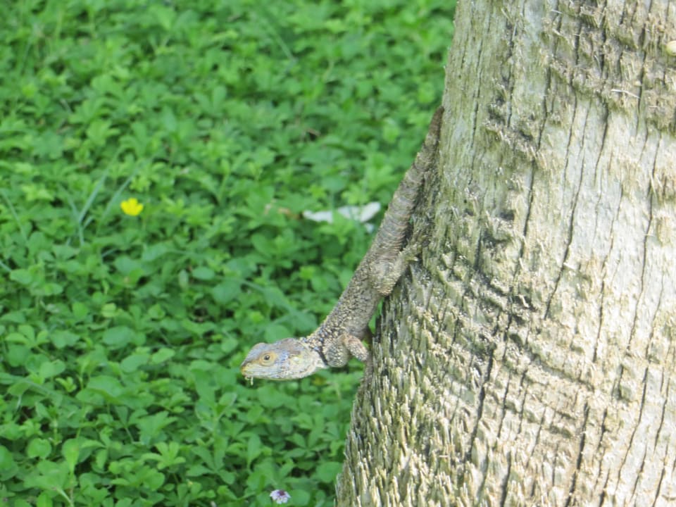 Eidechse beim Sonnen Labranda Alantur Resort