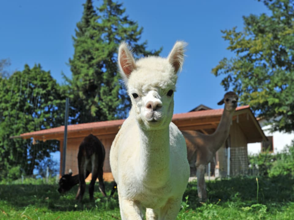 Sonstiges Ferienhof Moyer