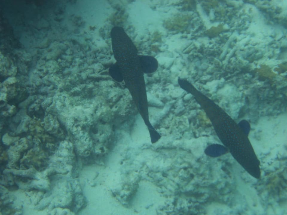 Fische Cinnamon Dhonveli Maldives