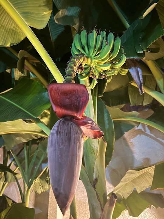 Außenansicht Ömer Prime Holiday Resort