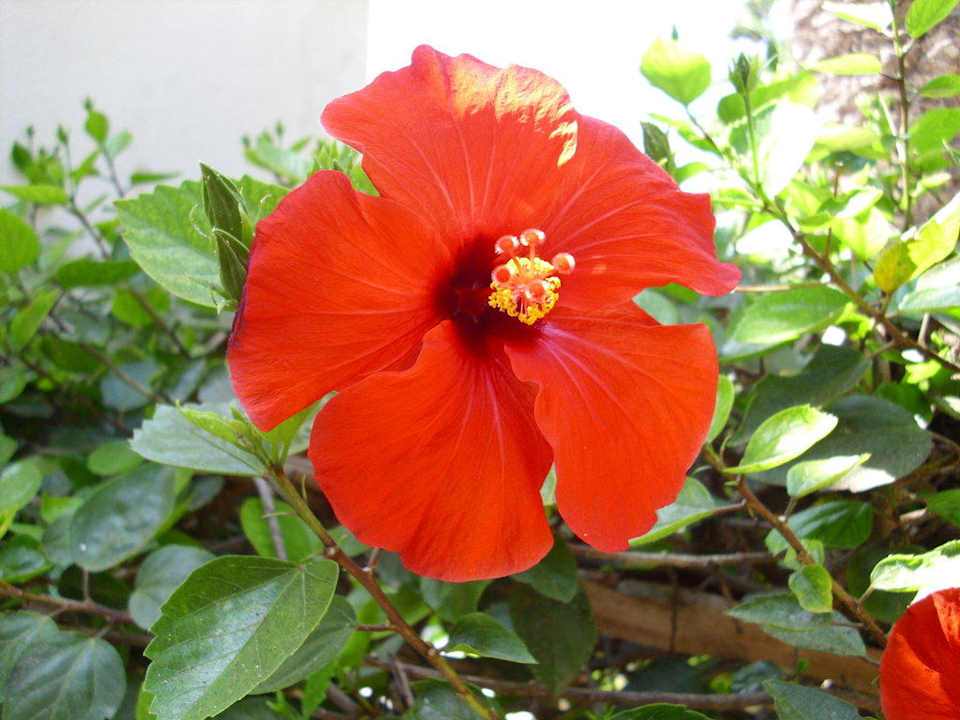 Schön The Orangers Beach Resort and Bungalows