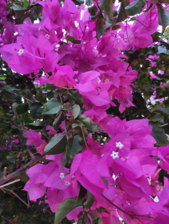 Gartenanlage Stone Village Petrino Horio