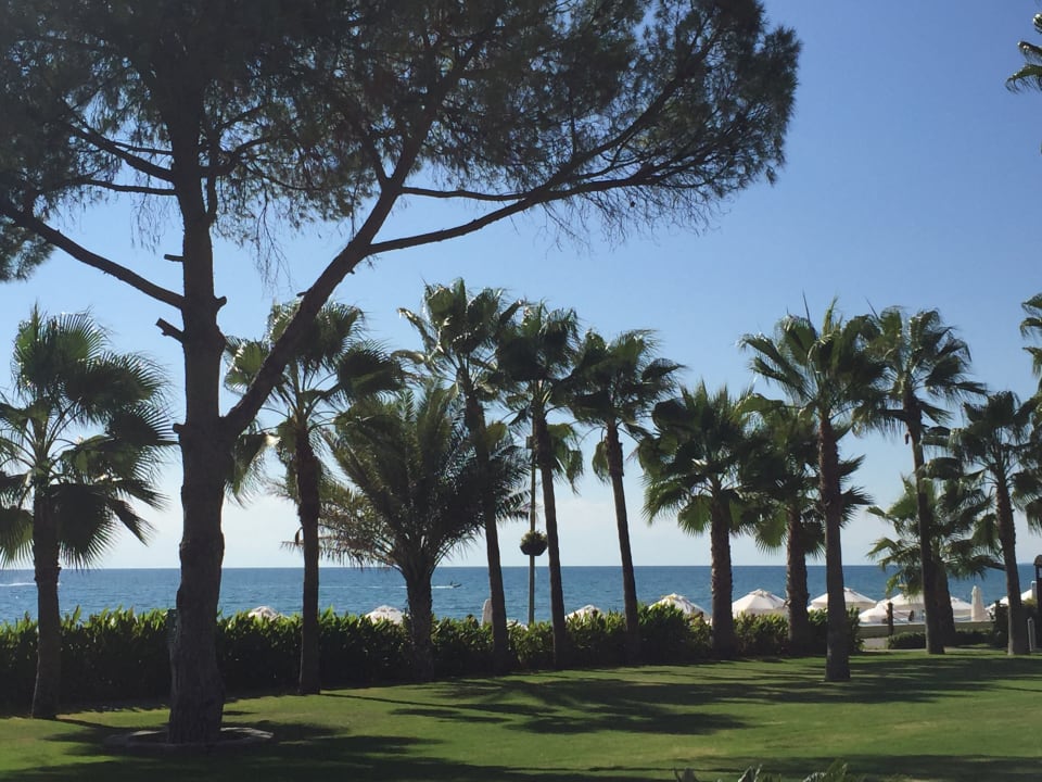 Strand Acanthus Cennet Barut Collection