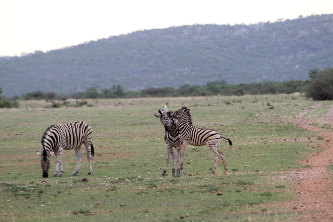 Sport & Freizeit Ongava Tented Camp