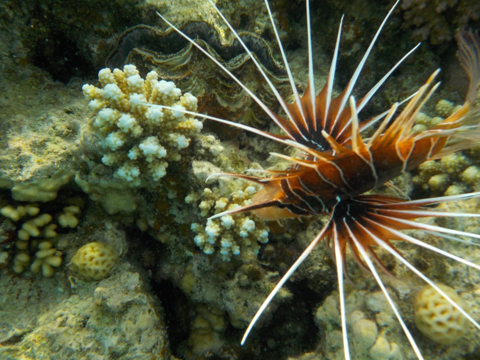 Sport & Freizeit Fort Arabesque Resort, Spa & Villas