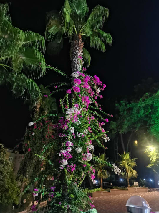 Gartenanlage Club Sidelya Hotel