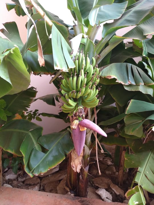 Gartenanlage Hotel Riu Touareg