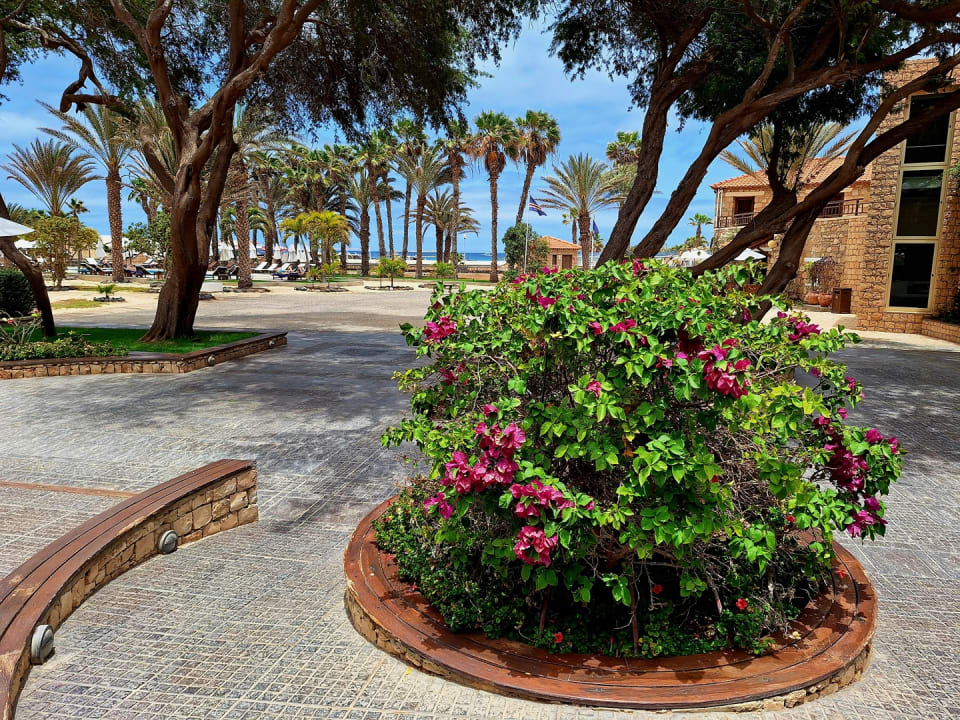 Gartenanlage Hotel Morabeza