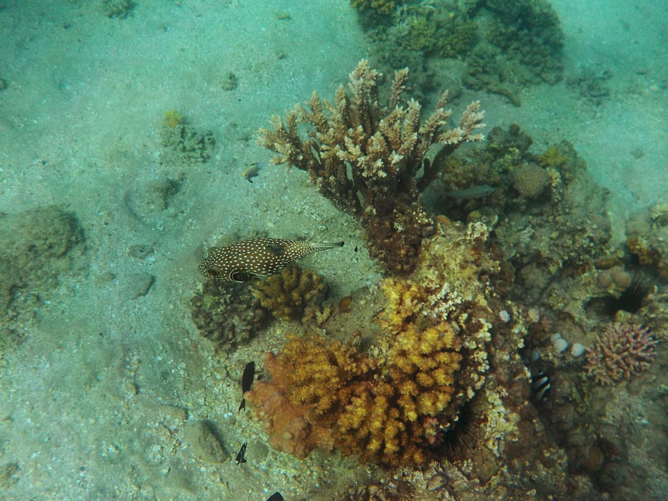 Kugelfisch Menaville Safaga