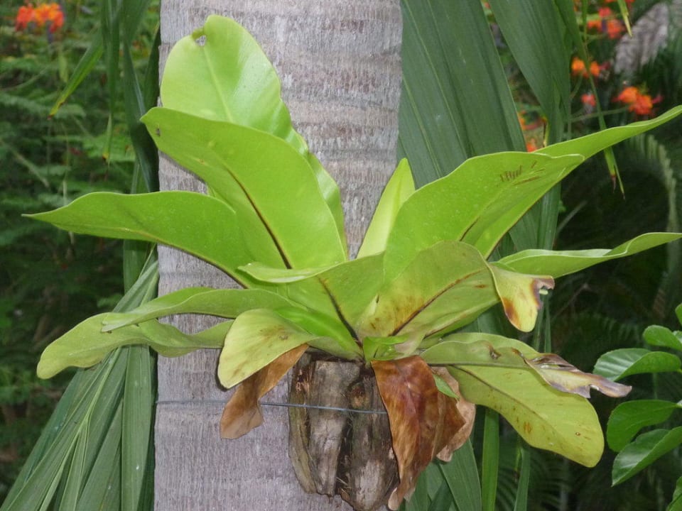 Dschungelgarten Hotel The Cottage