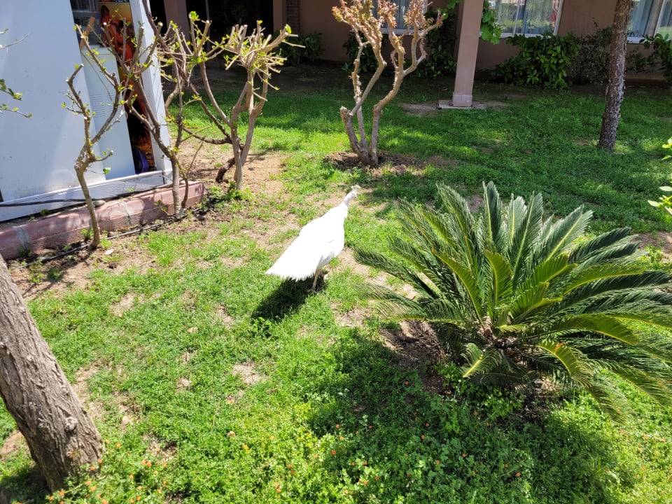 Sonstiges Seaden Sea World Resort & Spa