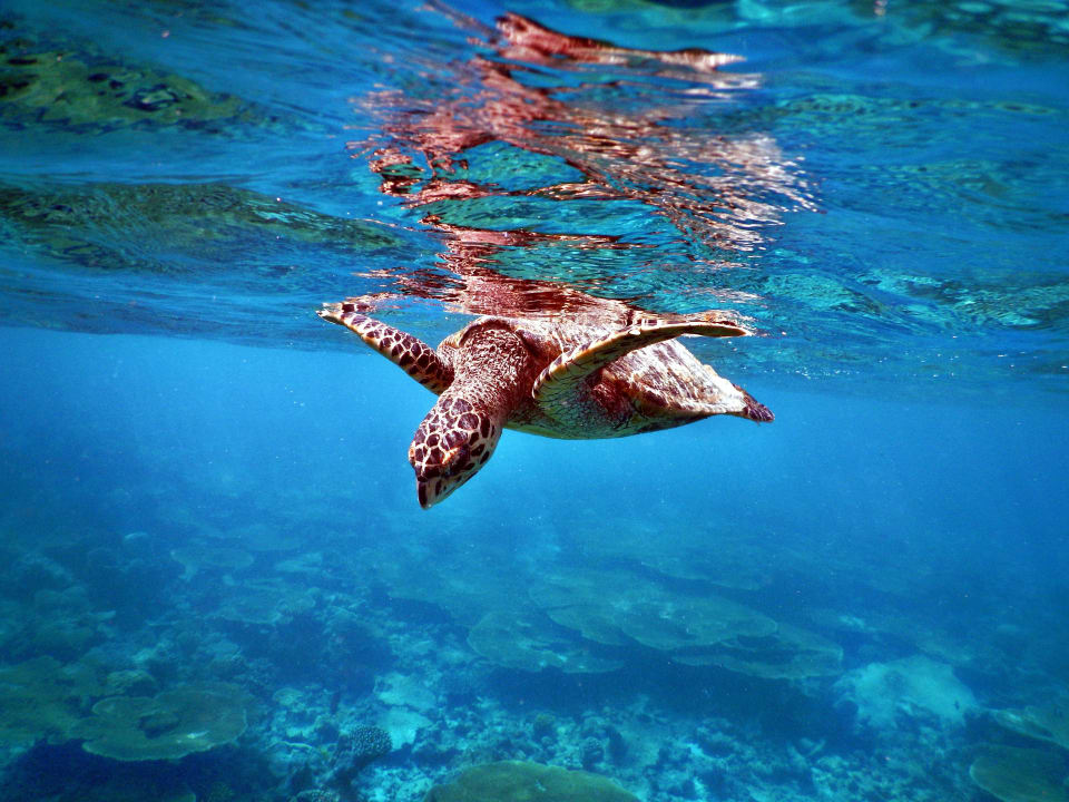 Unterwasserwelt  Kuramathi Maldives