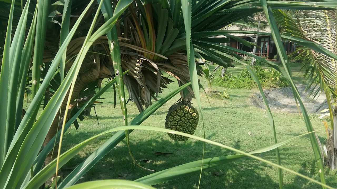 Aureum Palace Resort Hotel Aureum Palace Resort