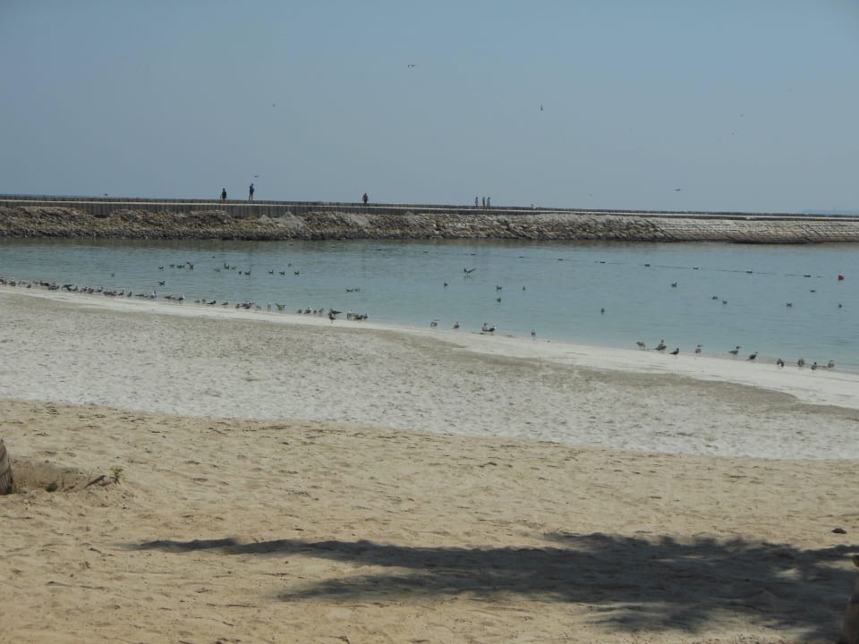 Vögel am Strand Nr. 2 Fanar Hotel & Residences Salalah Beach