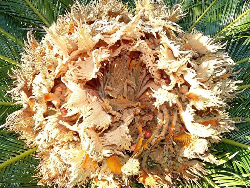 Garten Sunis Kumköy Beach Resort Hotel & Spa