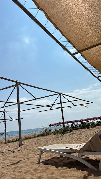 Strand Seashell Vega