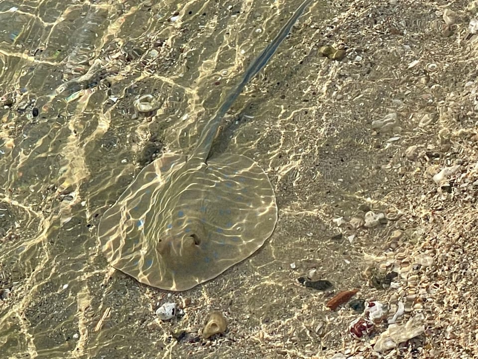 Strand Steigenberger Coraya Beach - Adults only