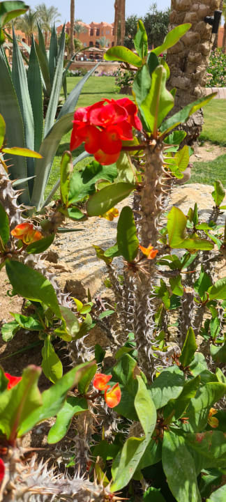 Gartenanlage Jaz Makadi Oasis Resort