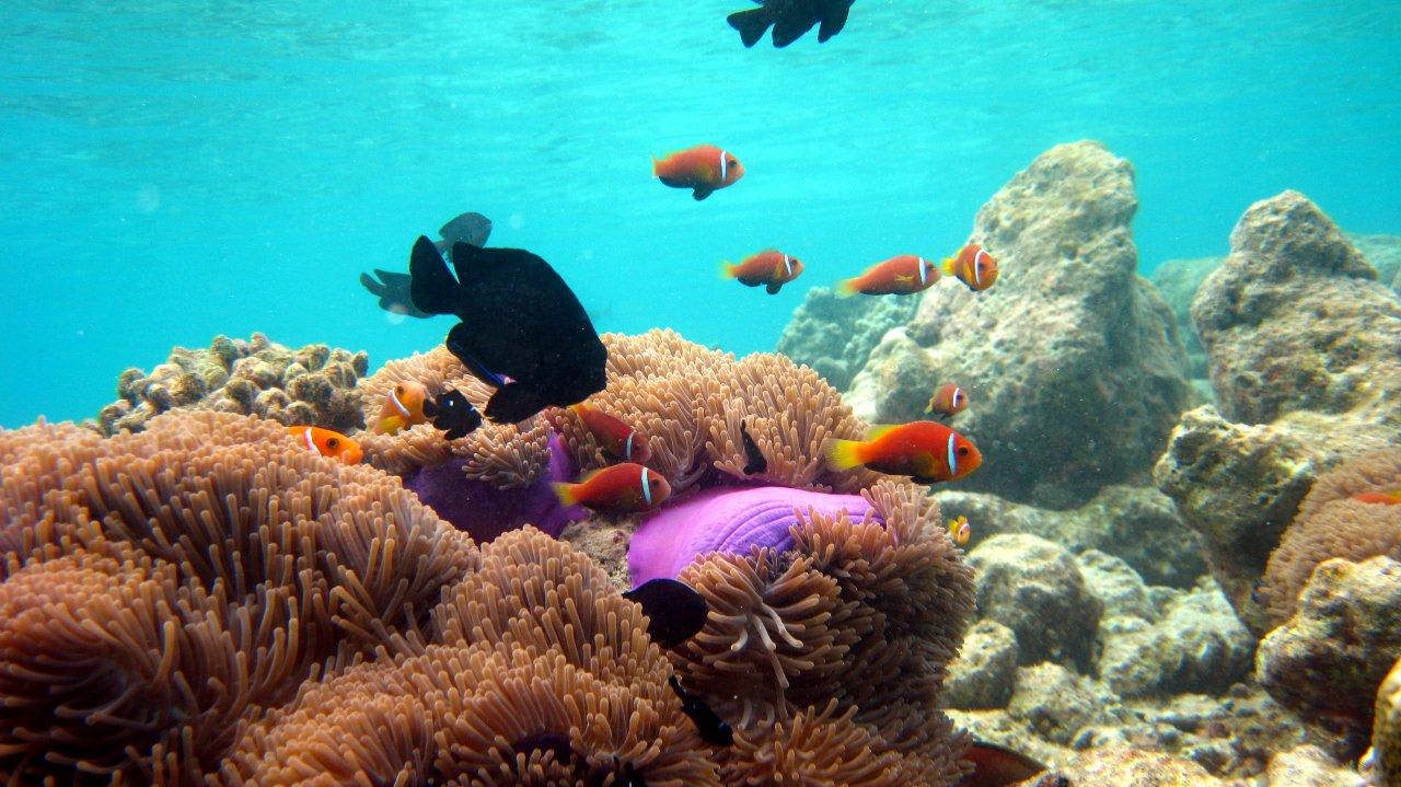 Hausriff Vilamendhoo Vilamendhoo Island Resort & Spa