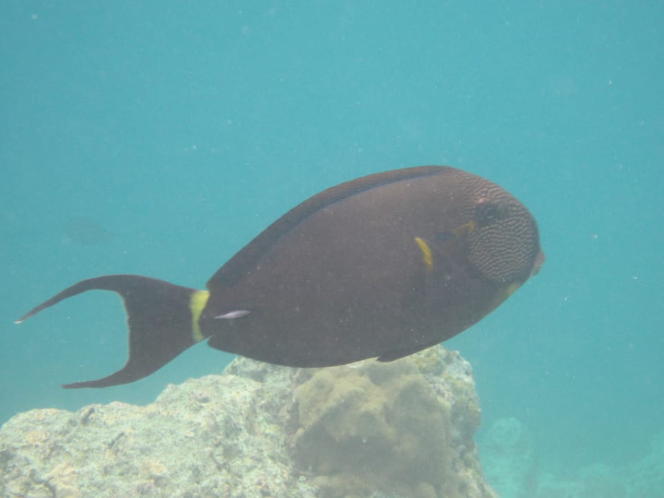 Fisch Adaaran Select Hudhuran Fushi - Premium All Inclusive