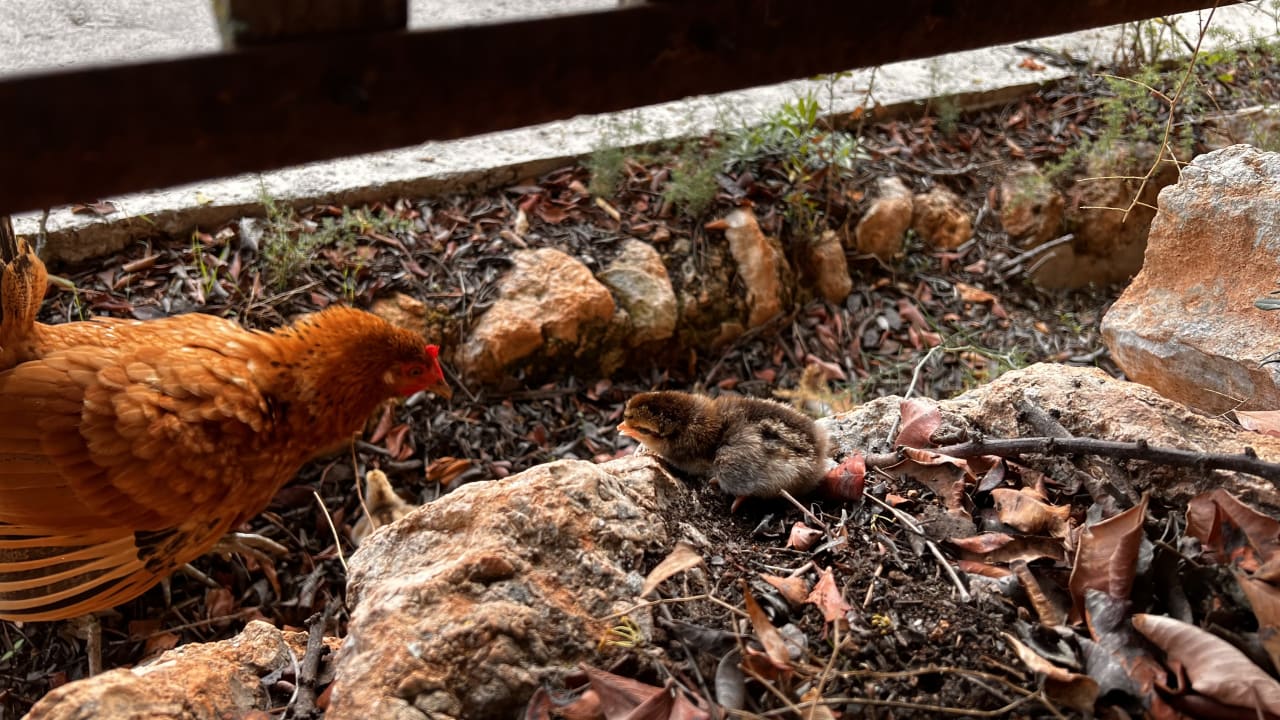 Gartenanlage Finca Son Guardiola