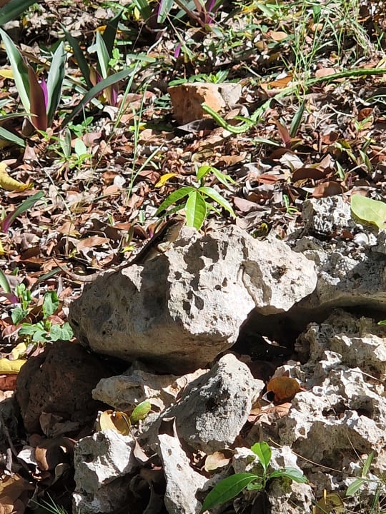 Sonstiges Royal Service at Paradisus Río de Oro Resort & Spa