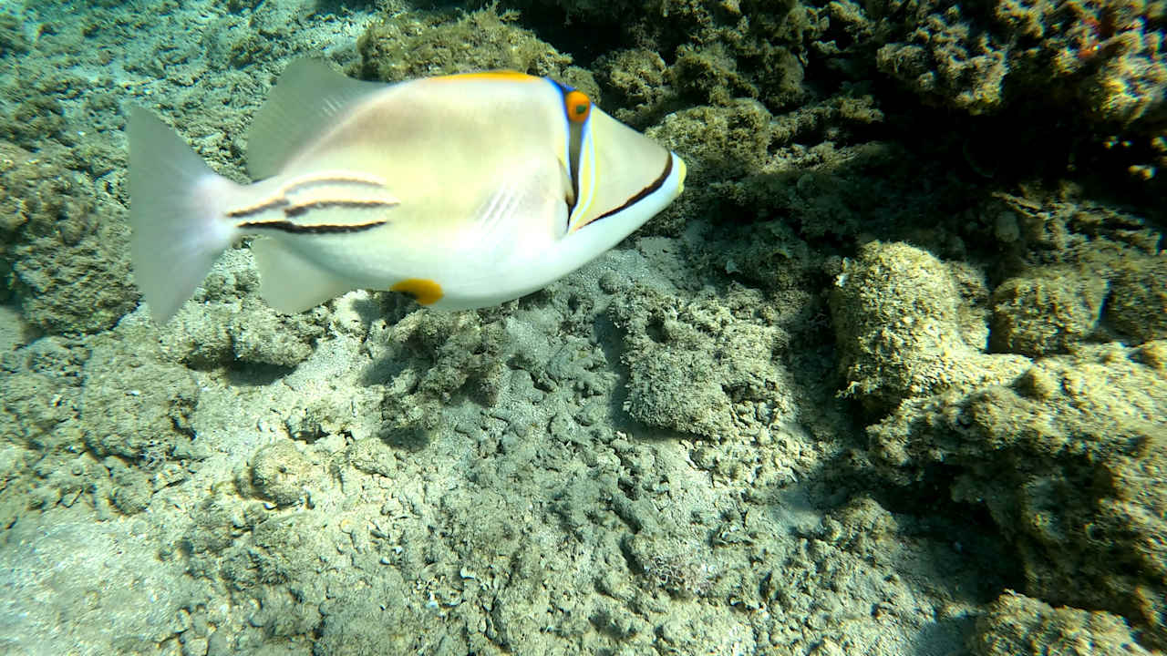 Strand Lotus Bay Beach Resort