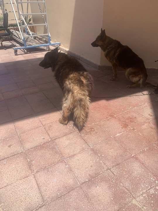 Außenansicht Marriott Hurghada Beach Resort