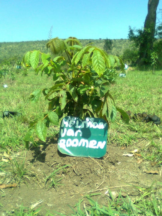 "I have a Tree in Africa" Projekt Mara Timbo Camp