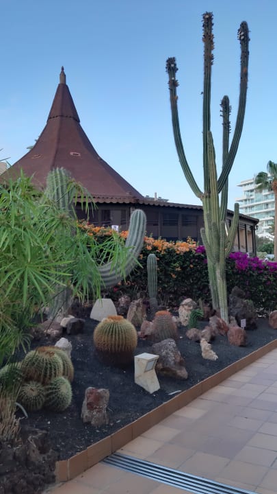 Ausblick IFA Altamarena by Lopesan Hotels