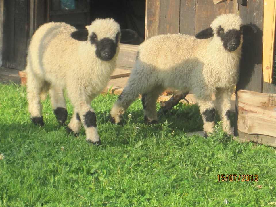 Unsere Schäfchen Oberwieserhof