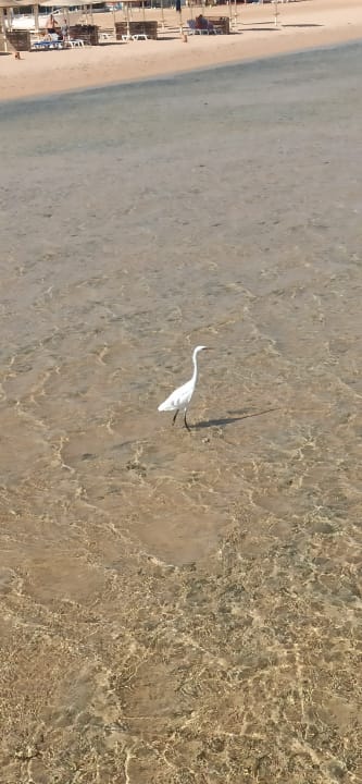 Strand Stella Beach Resort & Spa Makadi Bay