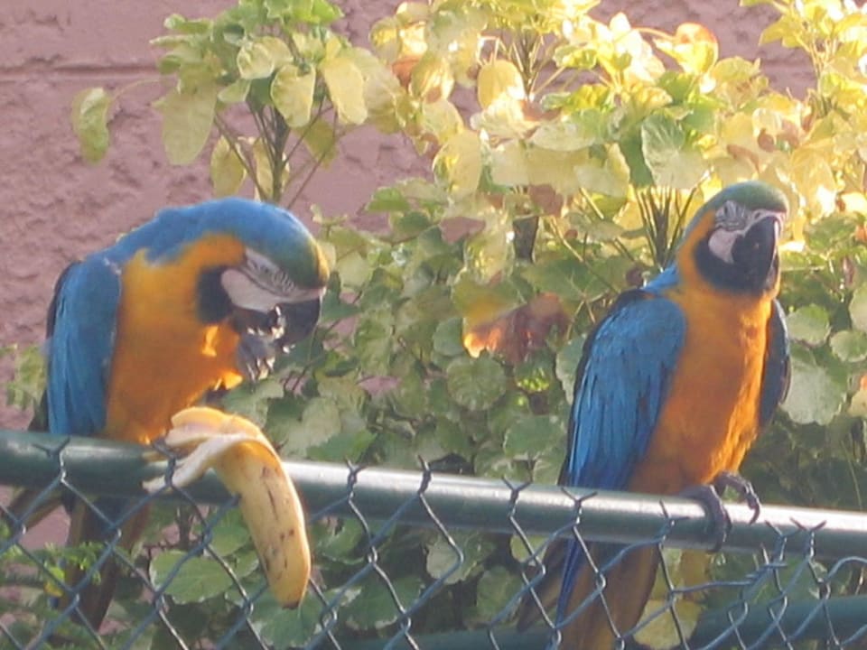 Papagei Hotel Costa Caribe Beach