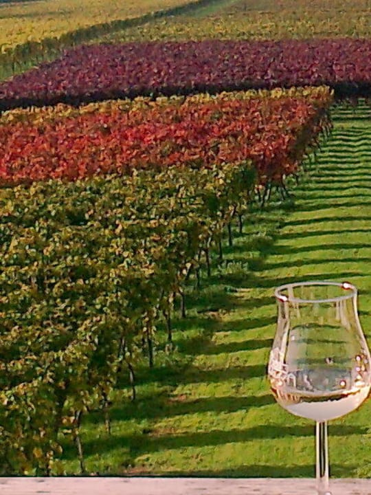 So schön kann ein Weinberg sein  Dilgerhof