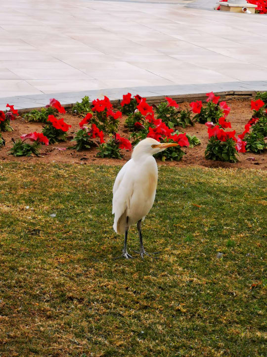 Sonstiges Pickalbatros Dana Beach Resort - Hurghada