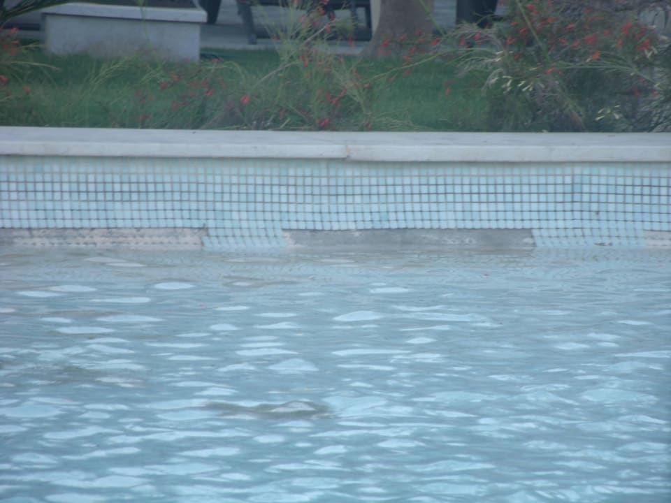 Pool Makadi Spa - Adults only