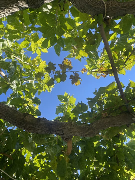 Gartenanlage Corissia Beach Hotel