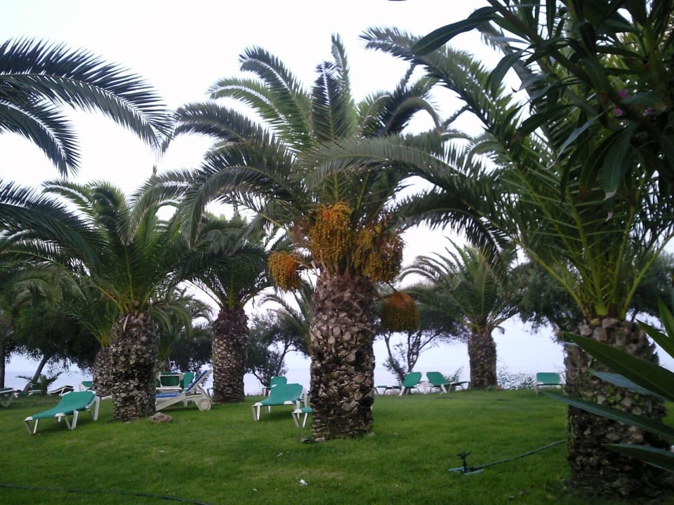 PALMEN IM GARTEN Crystal Springs Beach Hotel