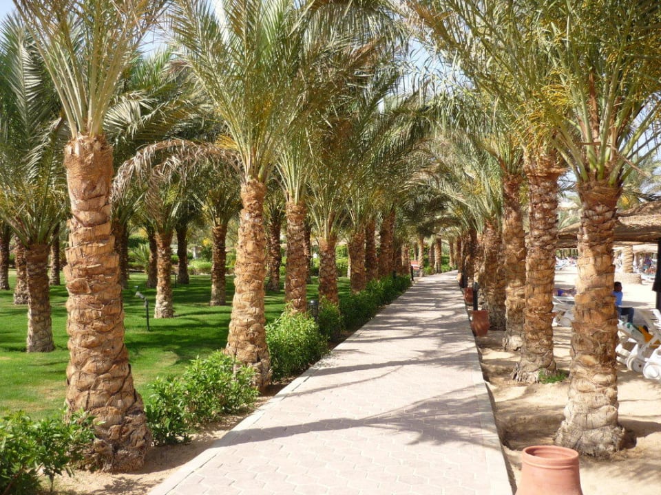 Gartenanlage Fort Arabesque Resort, Spa & Villas