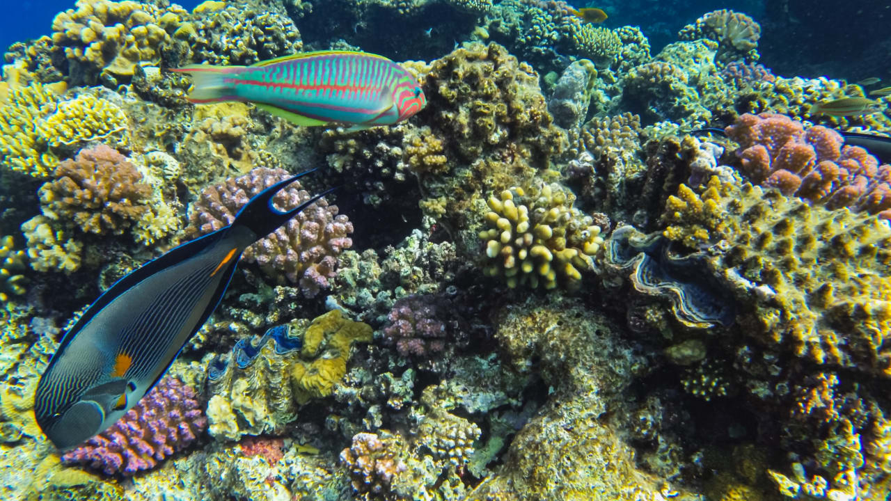 Strand Steigenberger Coraya Beach - Adults only