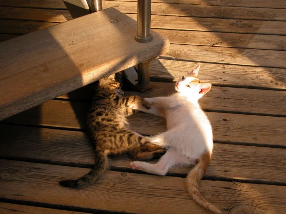 Koty  Calimera Sirens Beach