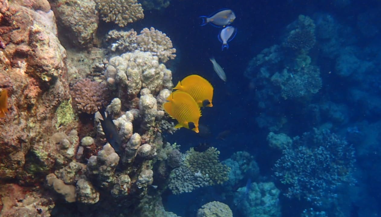Sport & Freizeit Steigenberger Resort Alaya Marsa Alam - Red Sea - Adults only