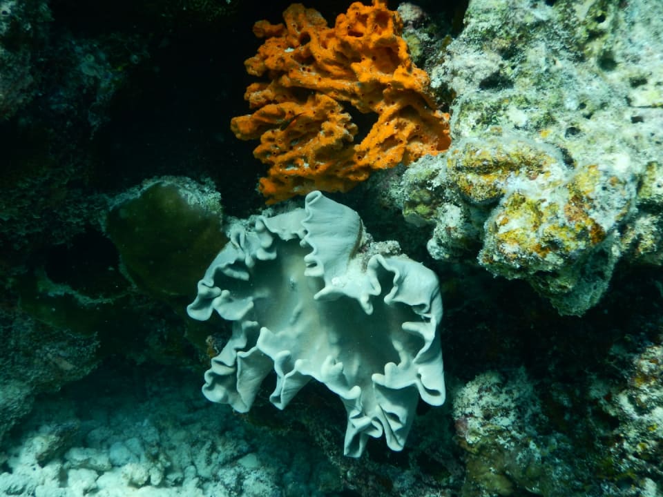 Sport & Freizeit NH Collection Maldives Reethi Resort