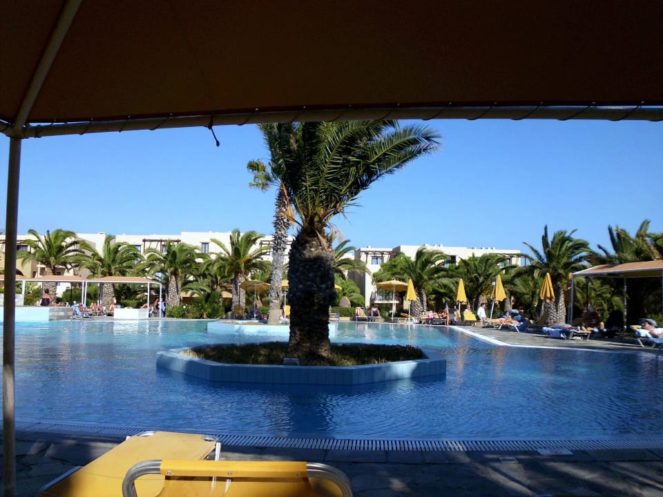 Pool mit großer Palme Porto Bello Beach