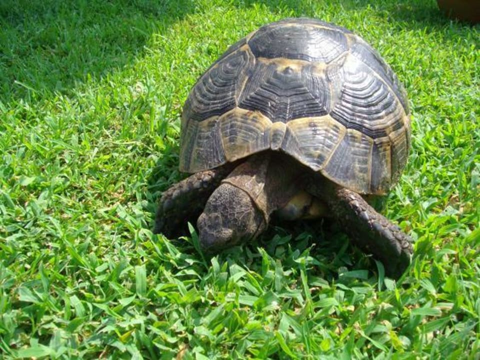 Tiere im Mega Saray! Megasaray Club Belek