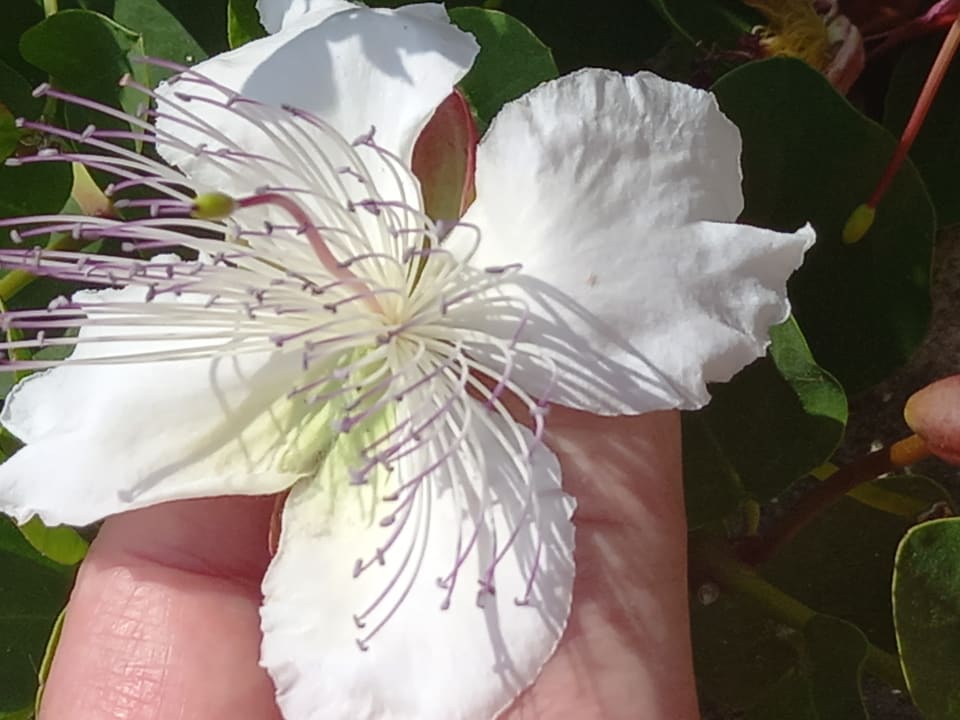 Gartenanlage Zafiro Bahia